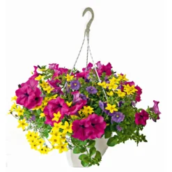 Ampel gemischt bepflanzt Topf Durchmesser 25 cm