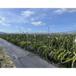 Anti- Unkrautvlies 1,5 x 5 m 30 gr./m²