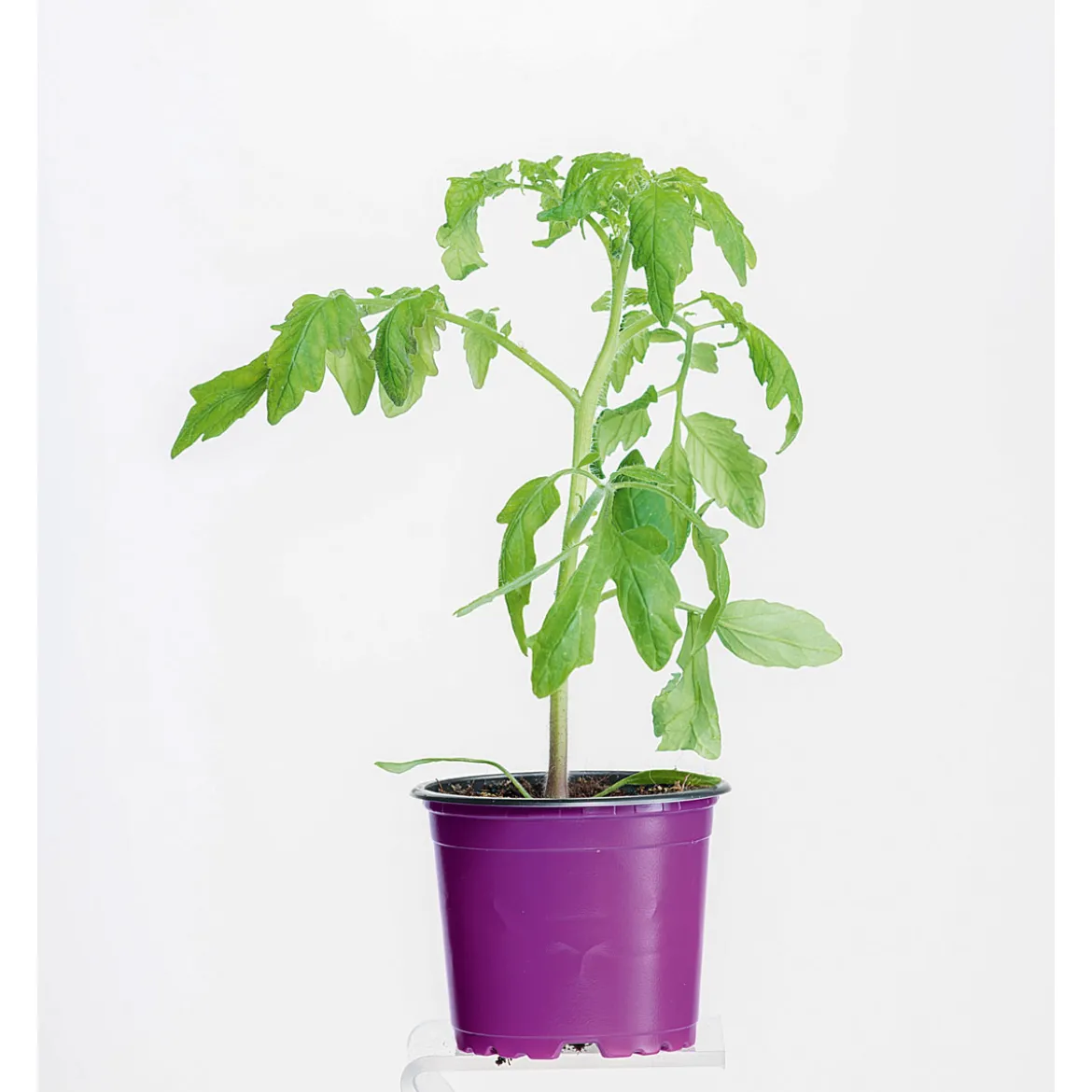 Bio Gourmet Tomaten Indigo Rose Topf Durchmesser 11 cm