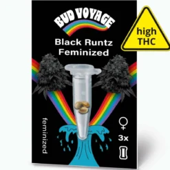 Bud Voyage Hanfsamen Black Runtz Feminisiert