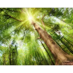 Canvas-Art Wald 60 x 80 cm
