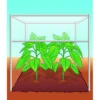 Compo BIO Tomaten- und Gemüseerde torffrei 40 L