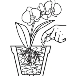 Compo Düngestäbchen für Orchideen 20 Stäbchen