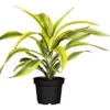 Drachenbaum Topf- Durchmesser 17 cm