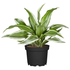 Drachenbaum Topf- Durchmesser 17 cm