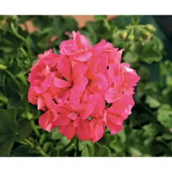 Geranie hängend verschieden Farben Topf Durchmesser 12 cm
