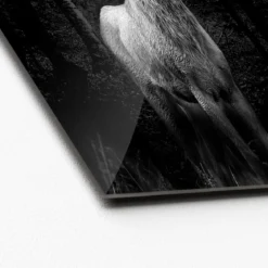 Glas-Art Grey Deer Head 20 x 20 Glasbild