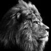 Glas-Art Grey Lion Head 20 x 20 Glasbild