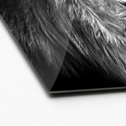 Glas-Art Grey Lion Head 20 x 20 Glasbild