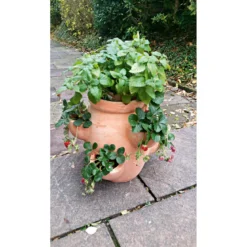 Haveson Erdbeer- und Kräutertopf Giardino