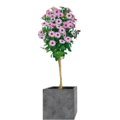Haveson Pflanengefäßserie Wiped Grey