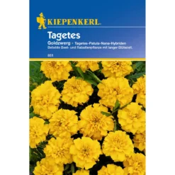 Kiepenkerl Tagetes Goldzwerg