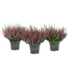 Knospenblüher Beauty Ladies Topf- Durchmesser 11 cm