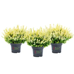 Knospenblüher Beauty Ladies Topf- Durchmesser 11 cm