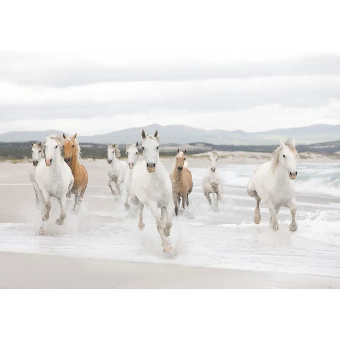 Komar Papier-Fototapete White Horses 8-teilig 368 x 254 cm
