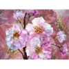 KomarVlies Fototapete Blooming Gems 368x248 cm