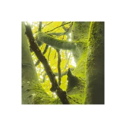 KomarVlies Fototapete Der Traumbaum 450x280 cm
