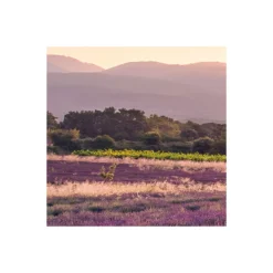 KomarVlies Fototapete Lavender Dream 450x280 cm