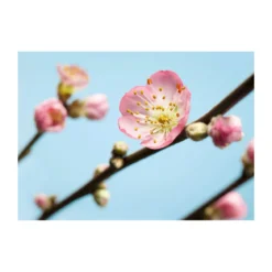 KomarVlies Fototapete Peach Blossom 350x250 cm