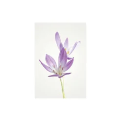 KomarWandbild Autumn Crocus 50x70 cm