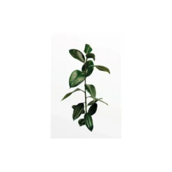 KomarWandbild Ficus Branch 40x50 cm