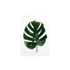 KomarWandbild Monstera Leaf 40x50 cm