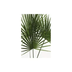 KomarWandbild Palmtree Leaves 50x70 cm