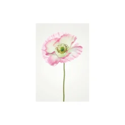 KomarWandbild Poppy 40x50 cm