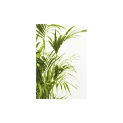 KomarWandbild Reed Leaves- 40x50 cm