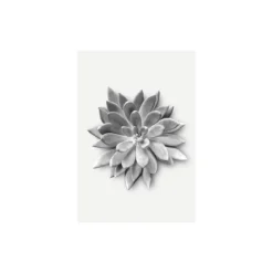 KomarWandbild Succulent Agave 50x70 cm