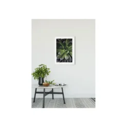 KomarWandbild Succulent Single 50x70 cm