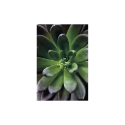 KomarWandbild Succulent Single 40x50 cm