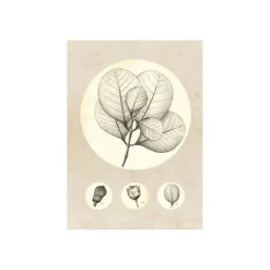 KomarWandbild Transparent Leaf 50x70 cm