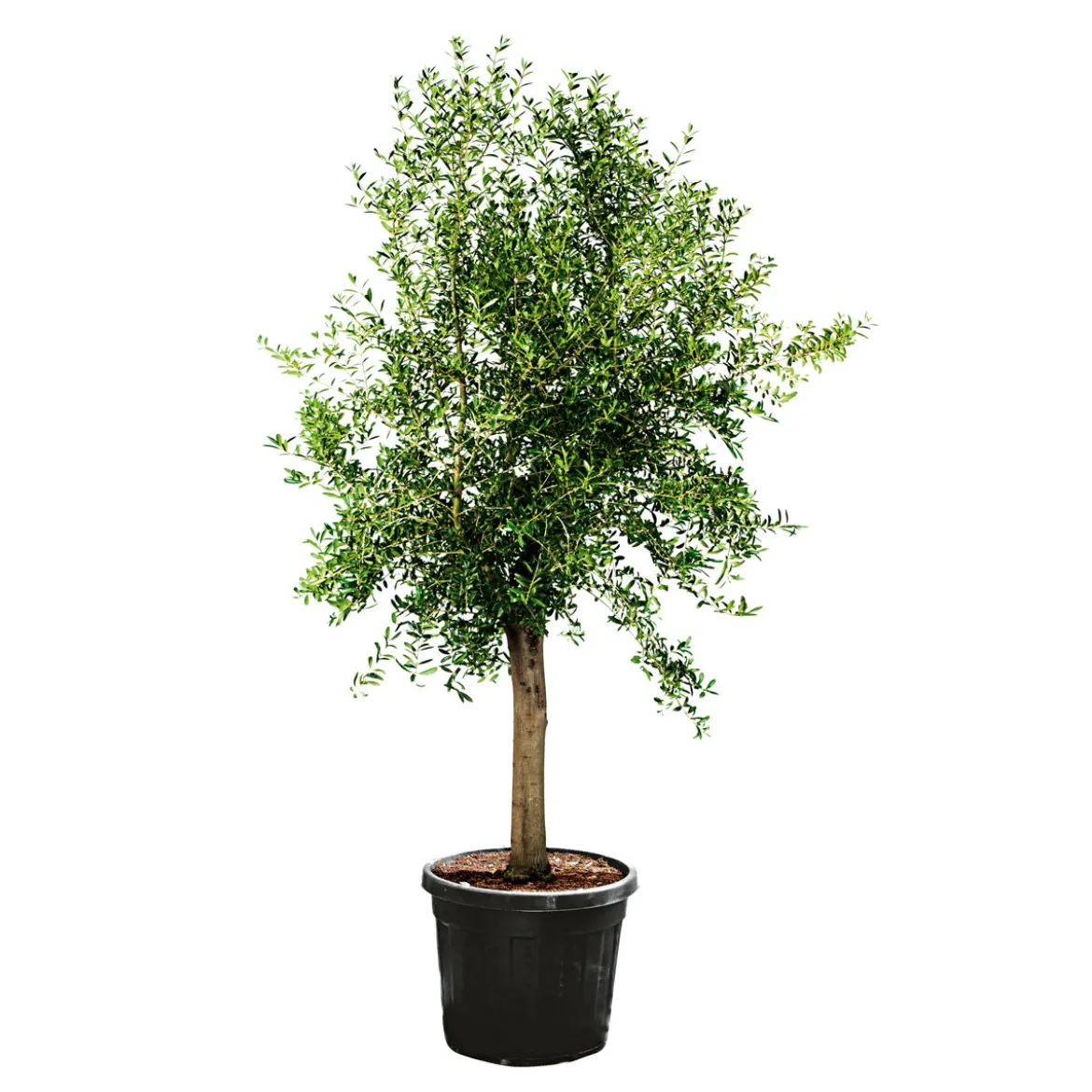 Oliven-Stamm Ornamento 180 cm Topf Durchmesser 50 cm