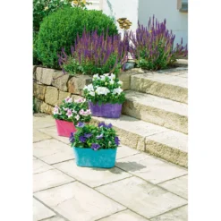 PlantiflorBallonblume Ton in Ton Topf- Durchmesser 12 cm