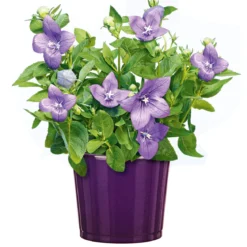 PlantiflorBallonblume Ton in Ton Topf- Durchmesser 12 cm