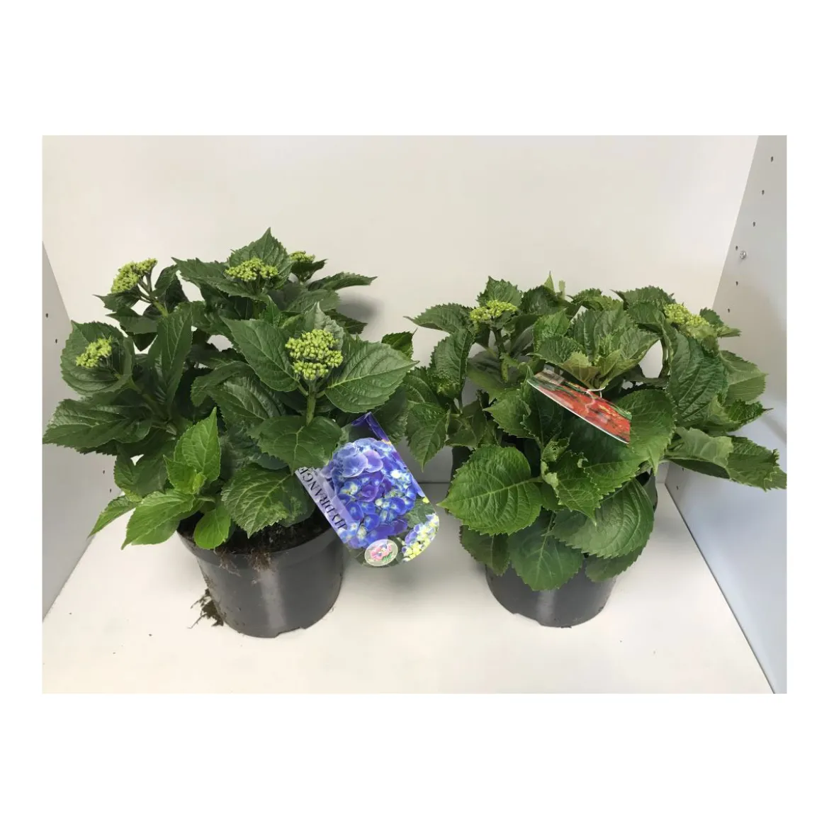 PlantiflorBauernhortensien versch Farben Topf Durchmesser 20 cm
