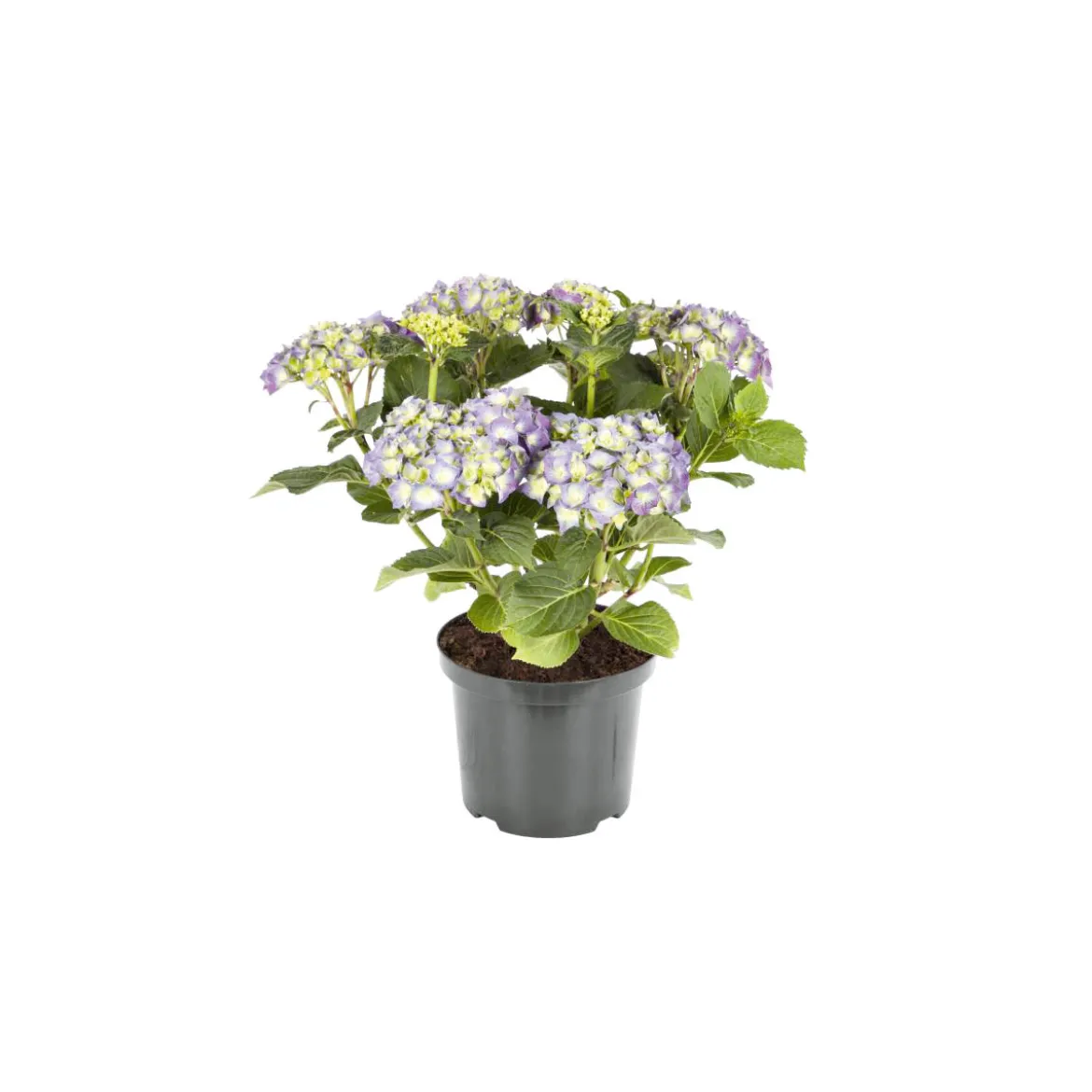 PlantiflorBauernhortensien versch Farben Topf Durchmesser 20 cm