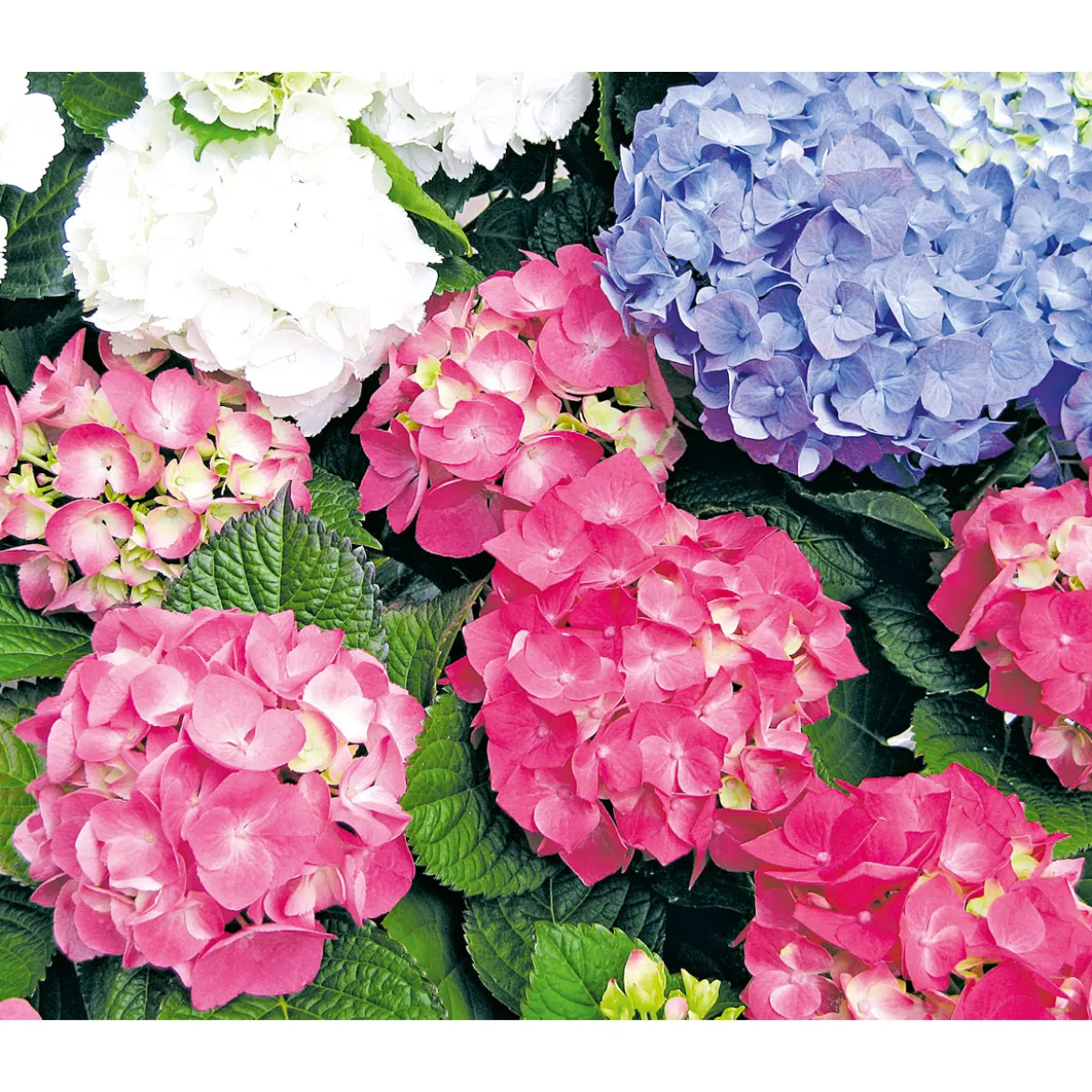 PlantiflorBauernhortensien versch Farben Topf Durchmesser 20 cm