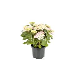 PlantiflorBauernhortensien versch Farben Topf Durchmesser 20 cm