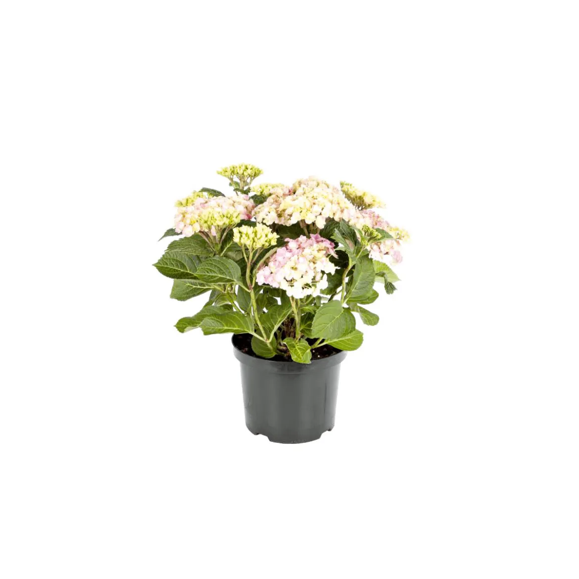 PlantiflorBauernhortensien versch Farben Topf Durchmesser 20 cm