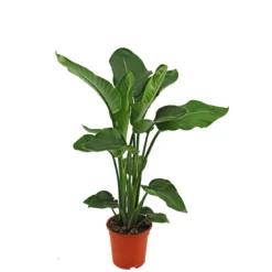 PlantiflorBaumstrelitzie Topf 19 cm
