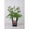 PlantiflorBeet-Duftrose rot Topf 23 cm