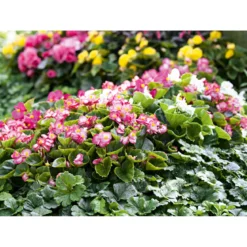 PlantiflorBegonie Durchmesser 13 cm