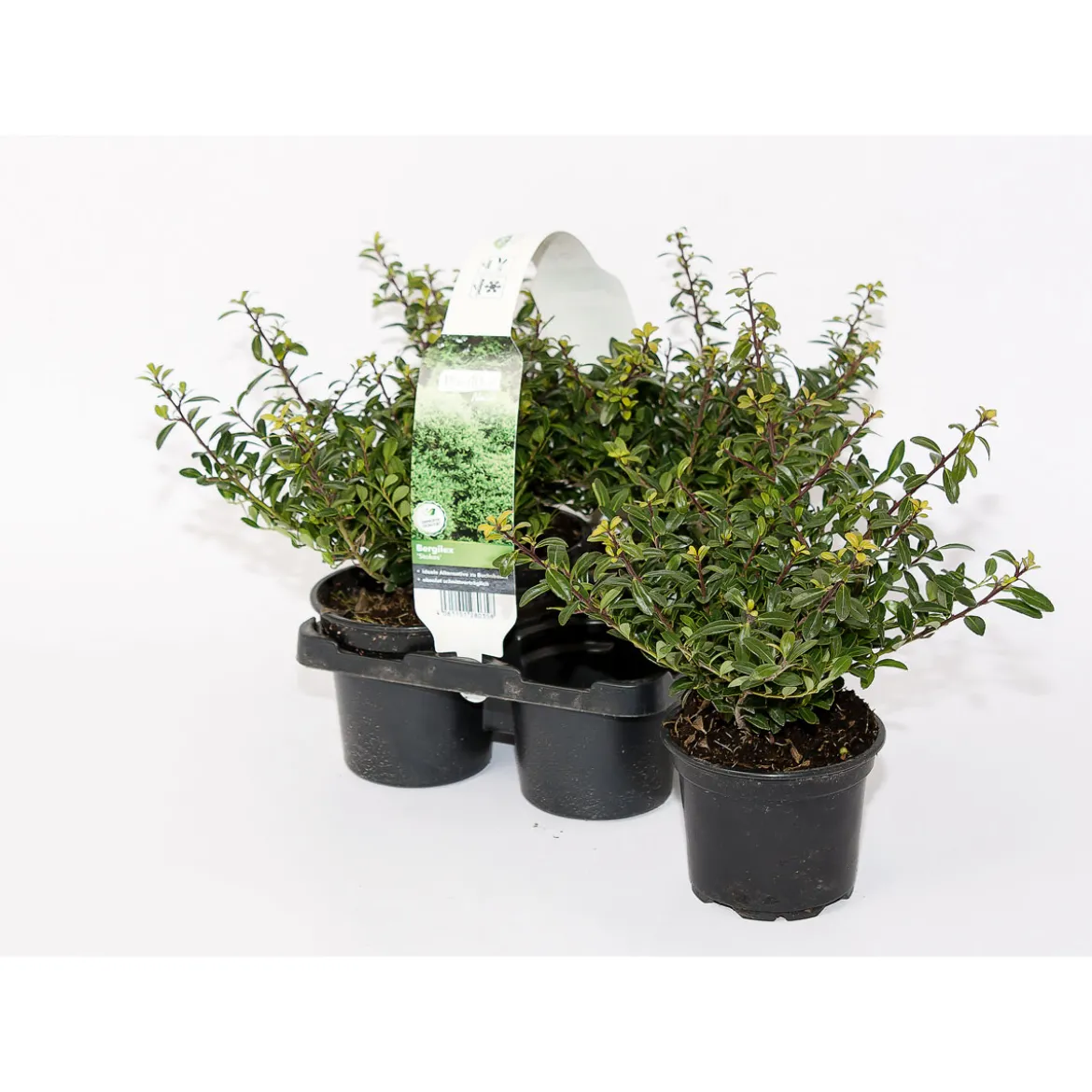 PlantiflorBerg-Ilex Stokes 4er-Pack