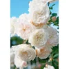 PlantiflorBodendeckerrosen Topf Durchmesser 13 cm