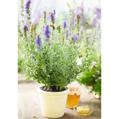 PlantiflorBohnenkraut Topf 12 cm