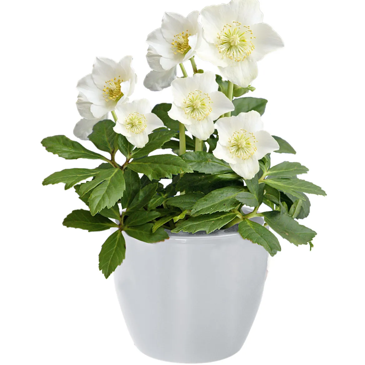 PlantiflorChristrose Christmas Carol Top Durchmesser 12 cm