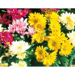 PlantiflorChrysantheme Eintrieber Topf Durchmesser 10,5 cm