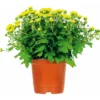 PlantiflorChrysanthemenbüsche Mix Topf Durchmesser 13 cm